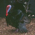 Turkey Season:
   Youth Week:  April 4-10
    Male or Bearded Only:
                April 11 - May 9
