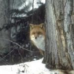 Fox Season:
   With Dogs : year round
   With legal weapons: 
                           Jan. 4 -25