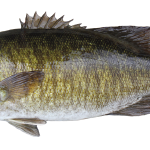 Smallmouth Bass
Limit of 5 per person(total of bass, including largemouth), 14-inch minimum size limit, except 2 may be less than 14 inches