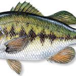 Largemouth Bass
Limit of 5 per person(total of bass, including smallmouth), 14-inch minimum size limit, except 2 may be less than 14 inches